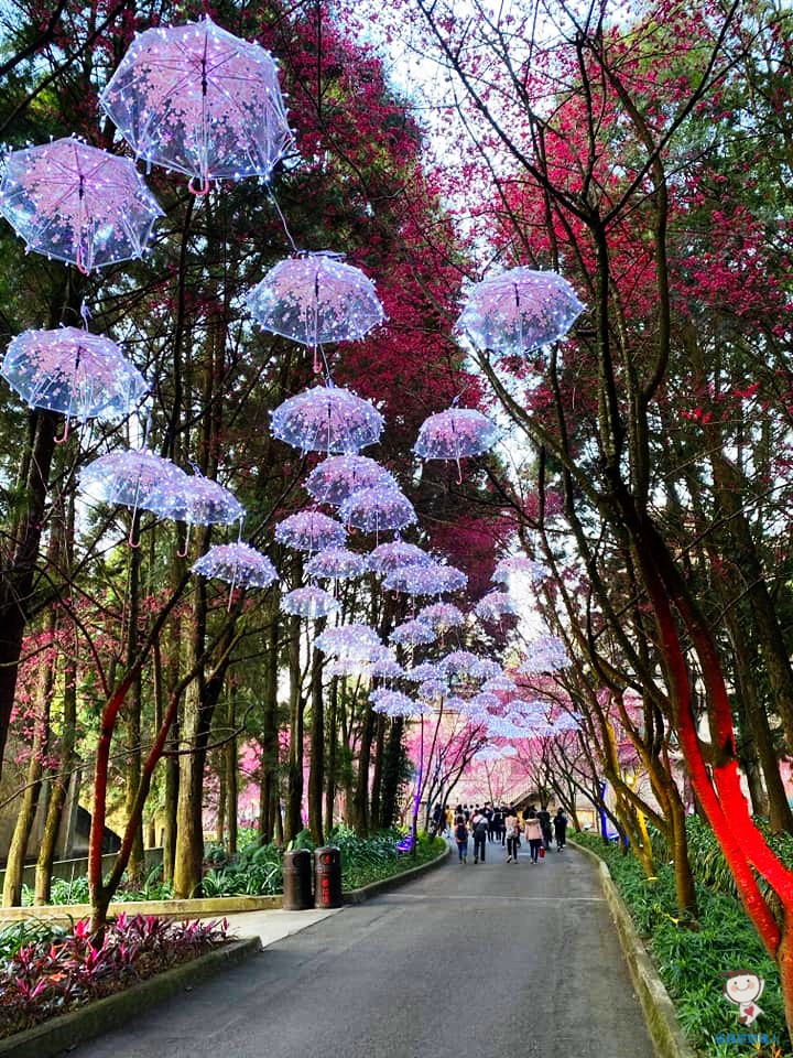 九族櫻花祭｜搭纜車看櫻花,浪漫夜櫻好迷人