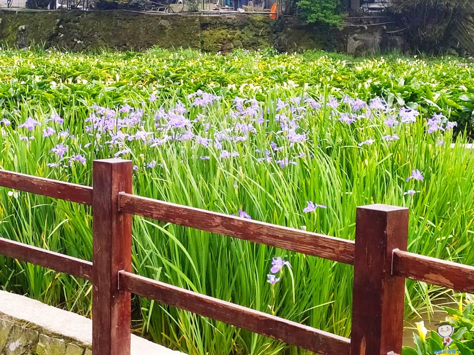 竹子湖海芋季登場｜每年3~5月盛開,還有繡球花和楓紅