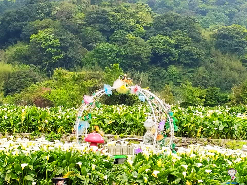 竹子湖海芋季登場｜每年3~5月盛開,還有繡球花和楓紅