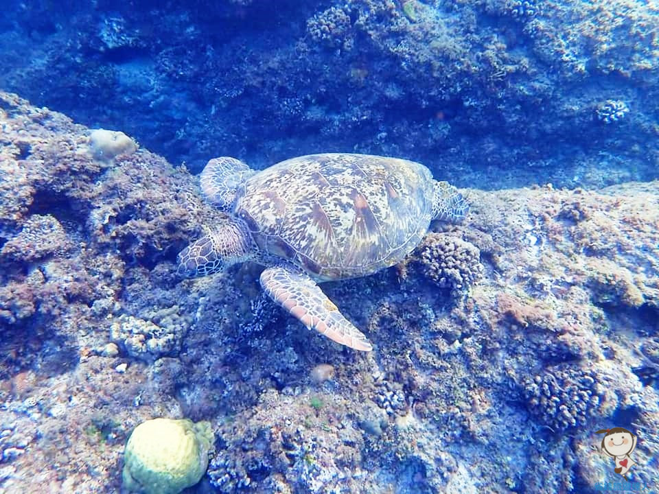 小琉球二天一夜遊｜浮潛看海龜+夜遊探索潮間帶
