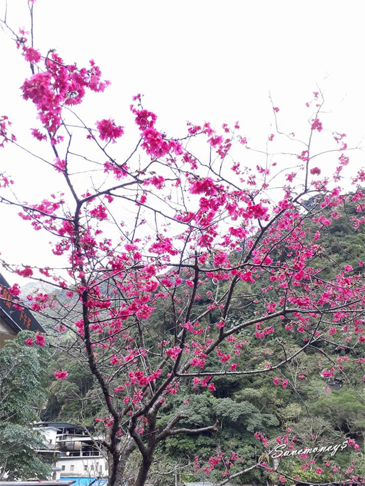 新北景點│烏來一日遊:賞櫻花觀瀑布搭台車,泰雅民族博物館(上)