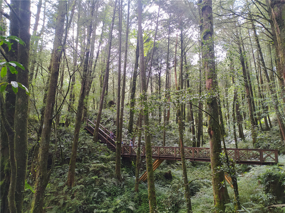 眠月線｜嘉義景點,夏日最涼爽的鐵路森林步道