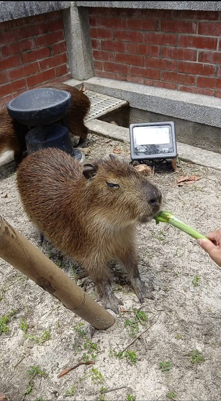 水豚