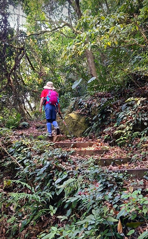 台中后里景點|泰安隘勇古道探秘,柳暗花明又一村的超easy步道 泰安登山步道