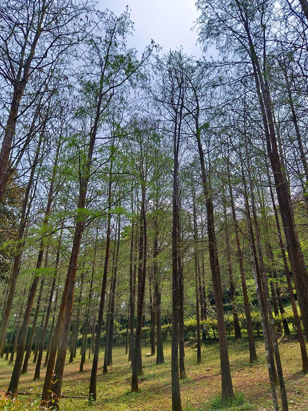 台中后里景點|泰安隘勇古道探秘,柳暗花明又一村的超easy步道 如光山寺