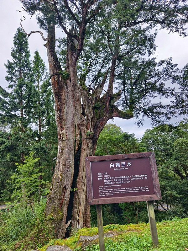 宜蘭太平山|鳩之澤溫泉石頭湯池,溫泉煮蛋,山毛櫸步道一次滿足 鳩之澤溫泉
