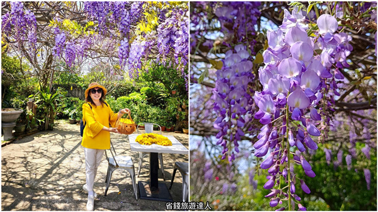 新竹景點｜新埔詹家農場,黃金風鈴木x夢幻紫藤花,三月限定美拍秘境