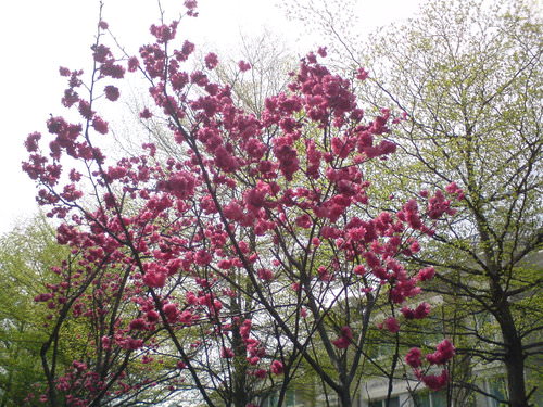 三月~春之櫻舞