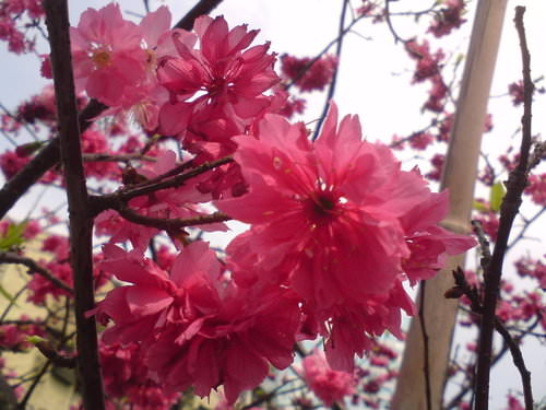 三月~春之櫻舞